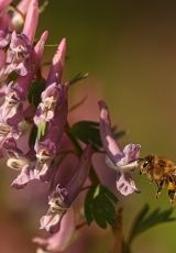 Lerchensporn Biene Garten Neussel